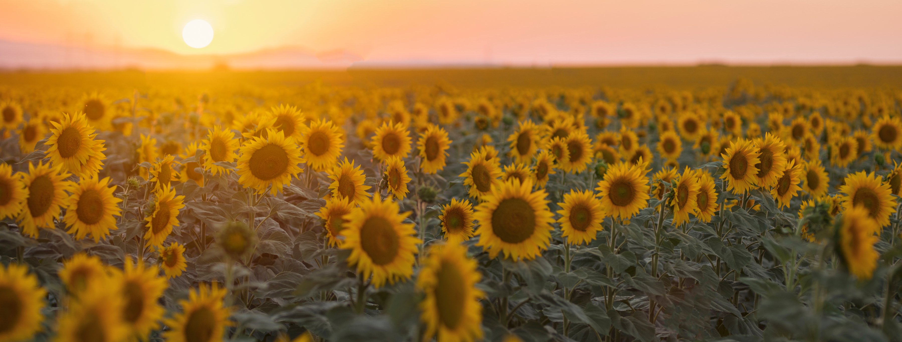 Business Resilience Through Biodiversity Monitoring and Adaptation