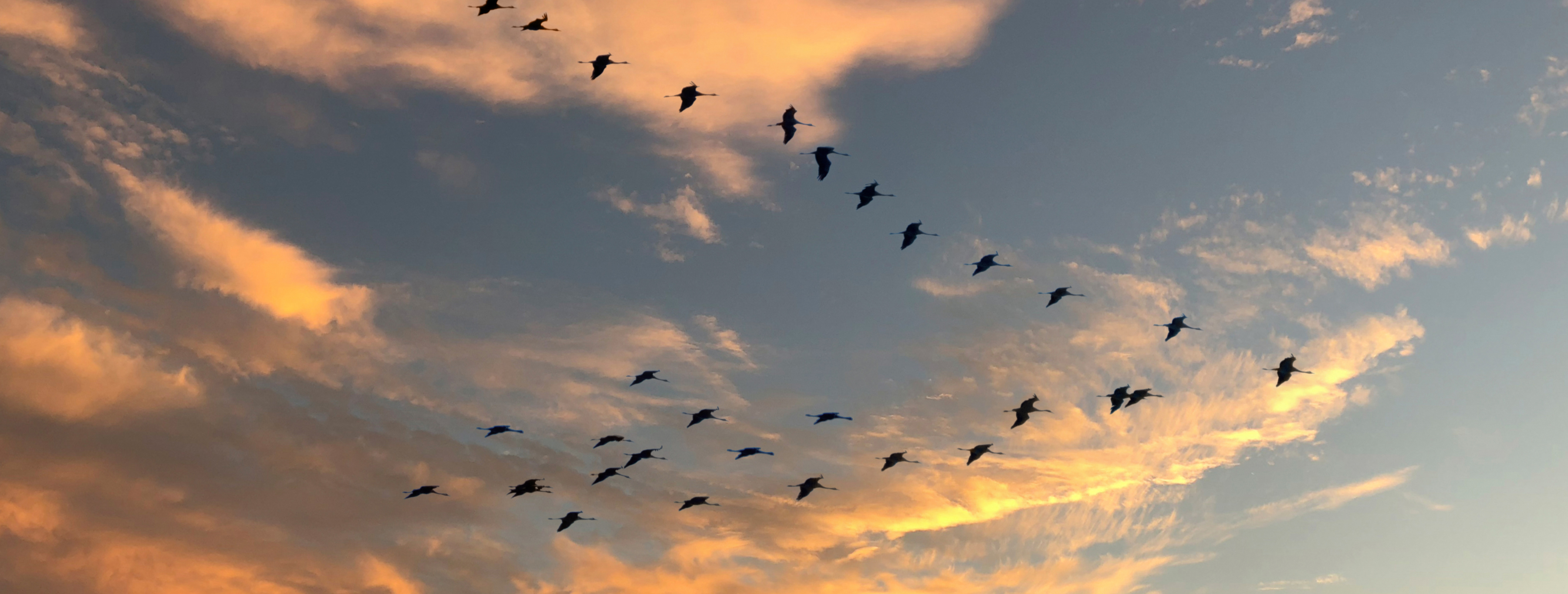 Migratory Birds: Connecting Your Global Supply Chain