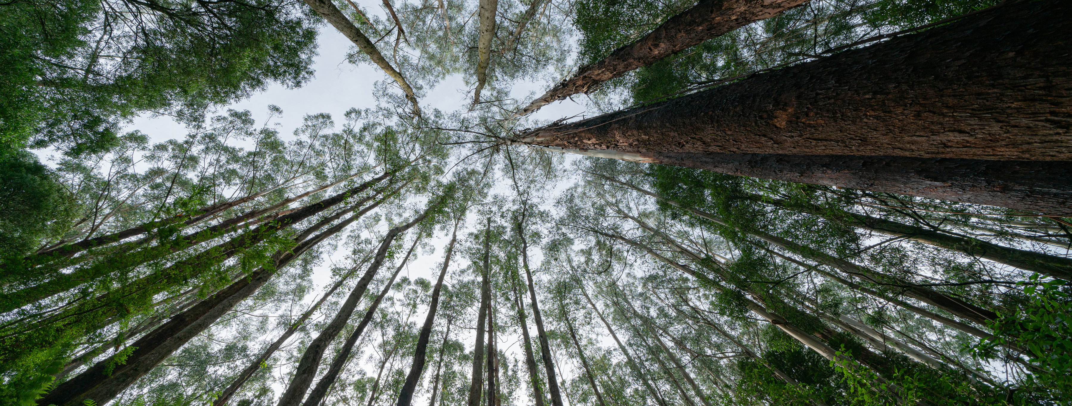 NatureHelm Native Trees