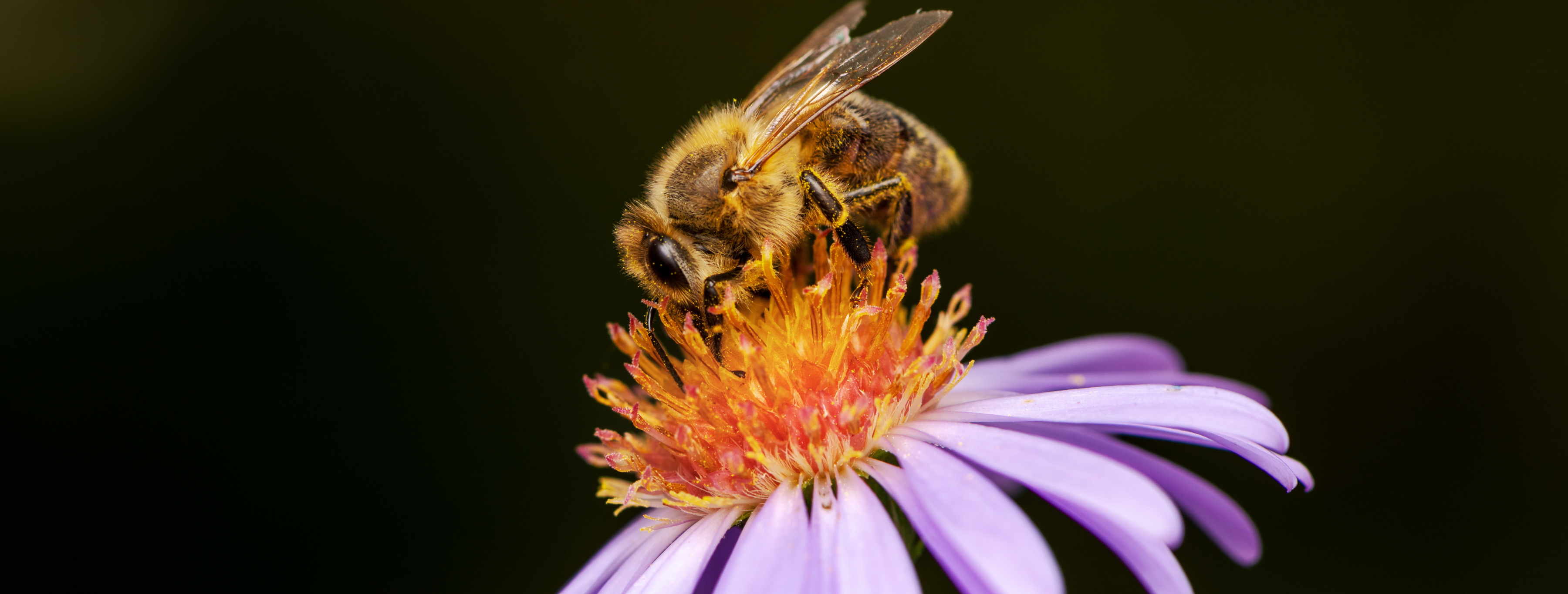 NatureHelm Pollinators